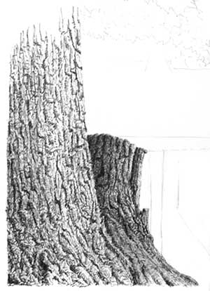 tree texture, ink and pen