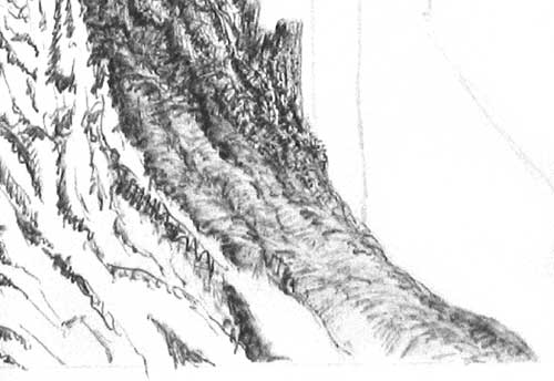 base of a tree from a pen and ink lesson