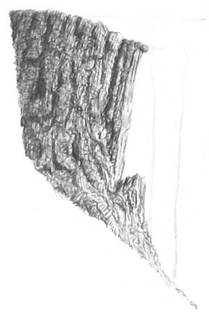 drawing tree bark