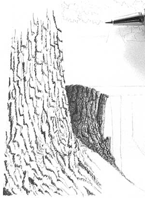 tree drawing simple. drawing bark, trees, free art