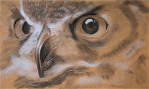 owl charcoal wildlife art drawing