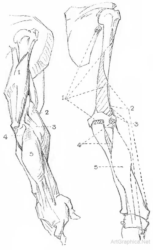 anatomy lesson, anatomy art book, free anatomy art book