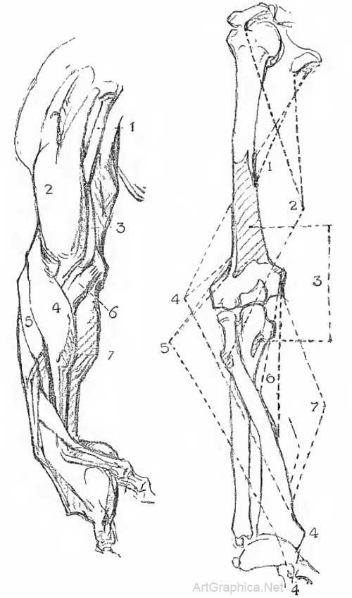 muscles of the arm, drawing arms