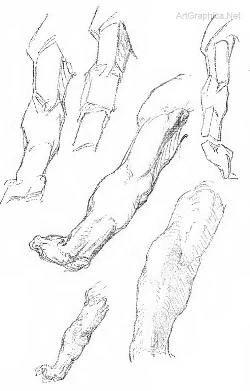 muscles of the arm for art, free art lesson, drawing arms