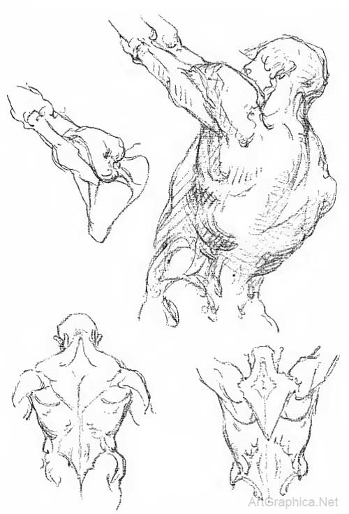 anatomy study, free anatomy book, anatomy art