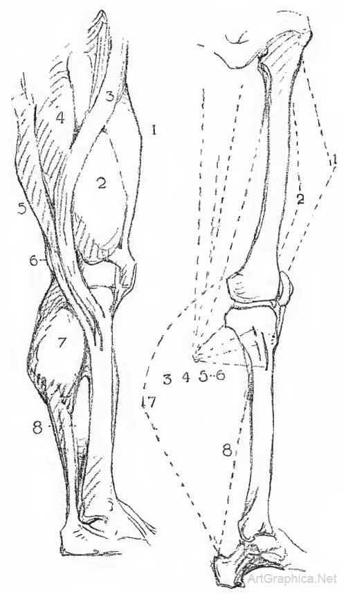 anatomy and drawing legs