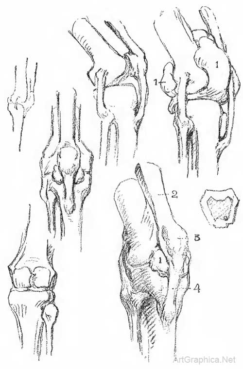 how to draw knees