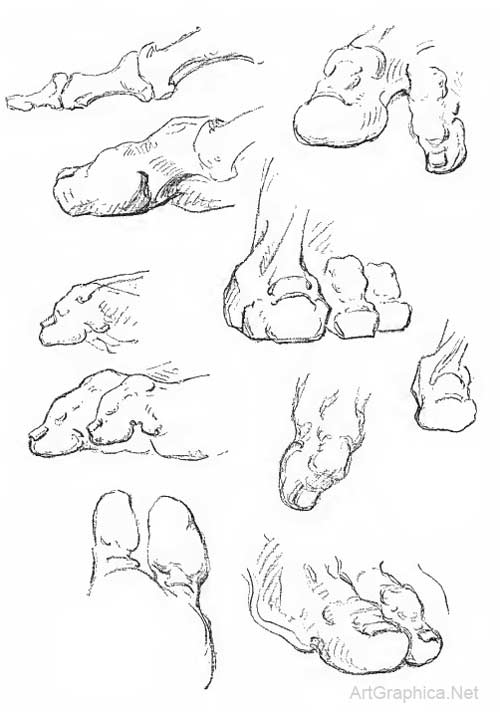 drawing toes