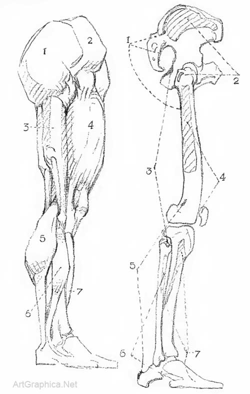 knee and leg anatomy, art, free art tutorials