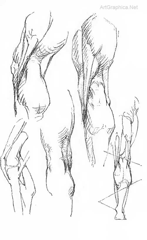 drawing back of leg, bridgman constructive anatomy, art book