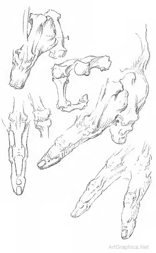 drawing fingers, finger study