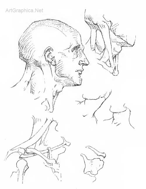 human head and neck, art lessons