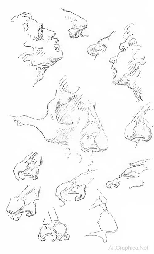 nose anatomy, drawing noses, nose art