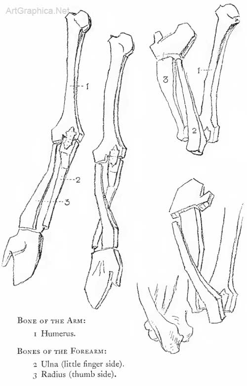 drawing the arm, arm and anatomy, anatomy art