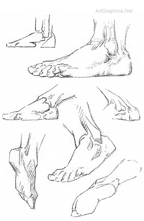 drawing the foot, foot anatomy and art