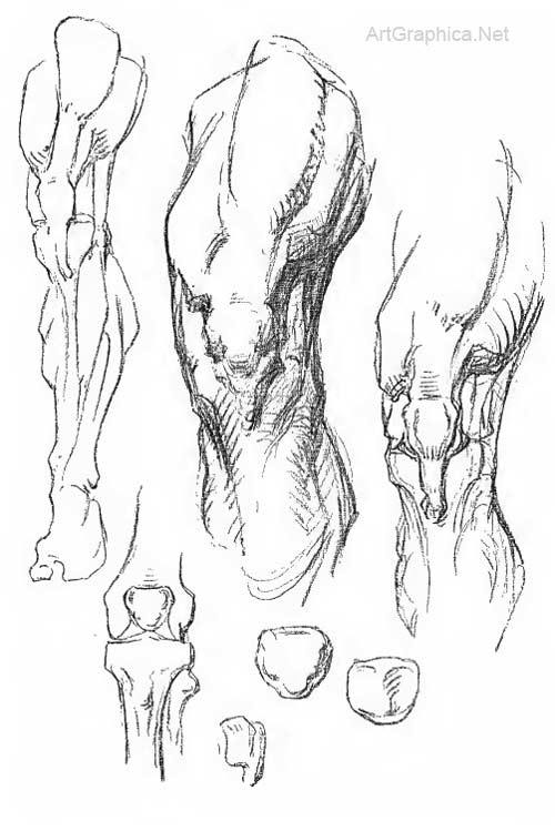 drawing knees, knee anatomy, art book