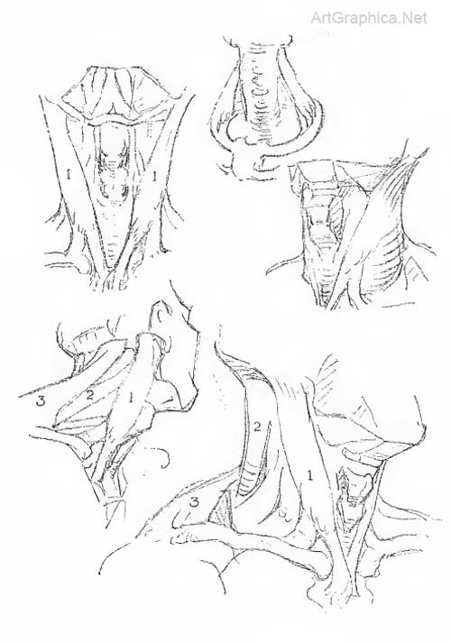 anatomy of the human neck, neck and art