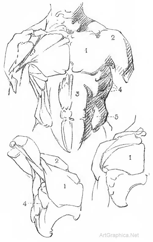 muscles of the trunk, anatomy art book, george bridgman