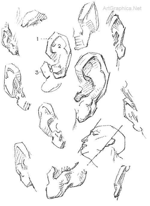 drawing ears, ear anatomy and art