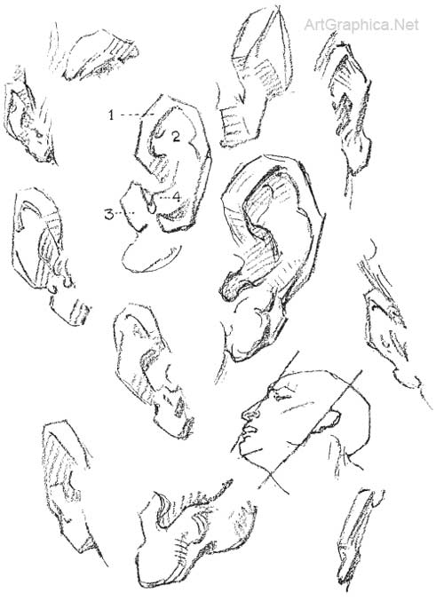 drawing ears, ear anatomy and art