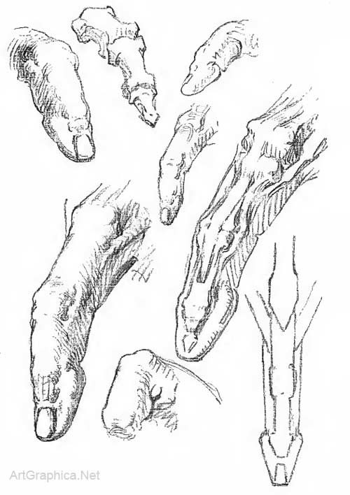 finger anatomy, learn to draw fingers