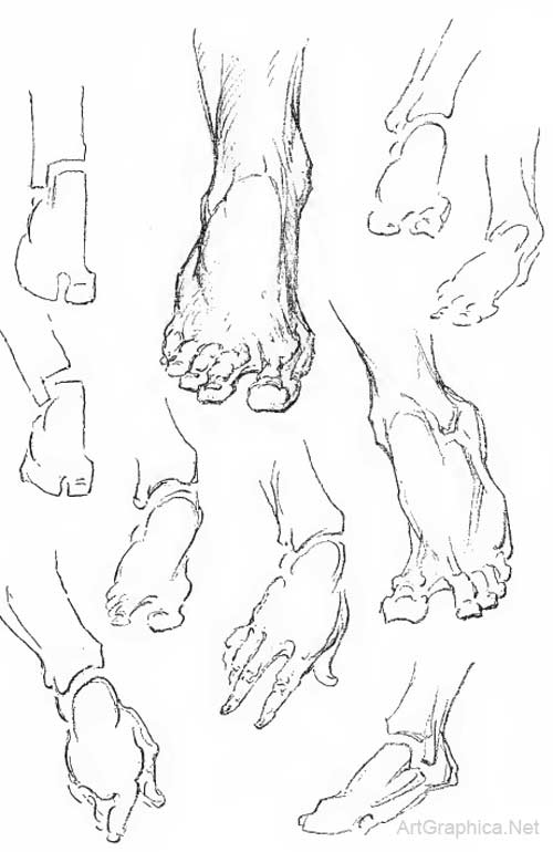 drawing feet and toes, foot anatomy for artists