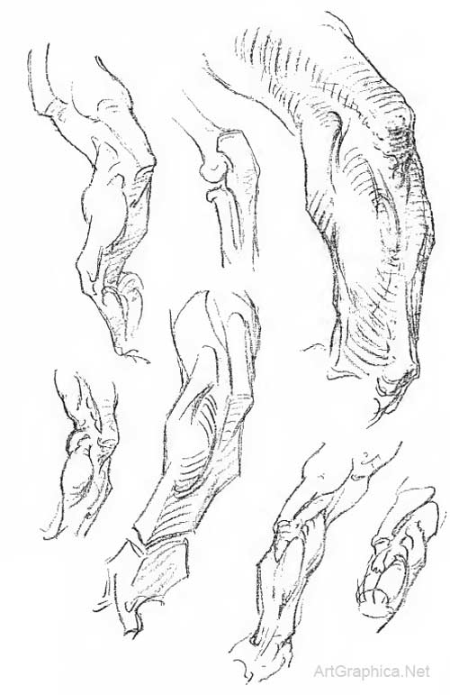 bridgman art book, interlocking muscles, arm anatomy