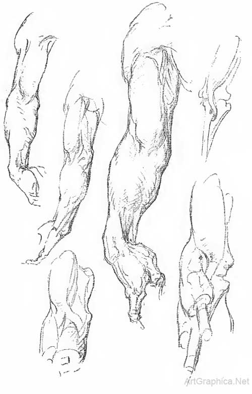 drawing hand and forearm, anatomy for artists, free anatomy art book