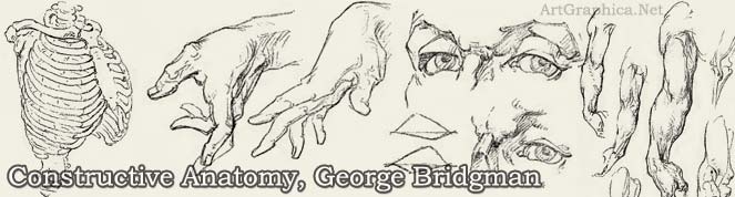 george bridgman constructive anatomy, online art book, free artist books
