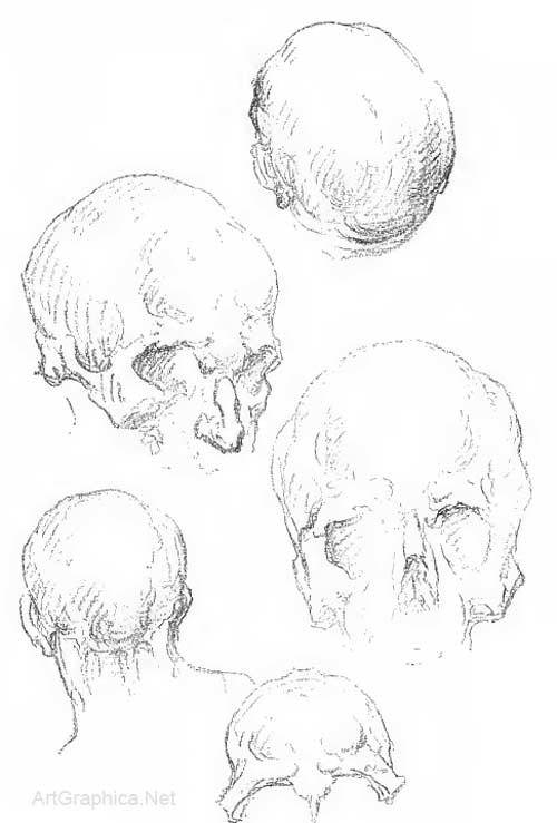 drawing the skull, skull anatomy and art