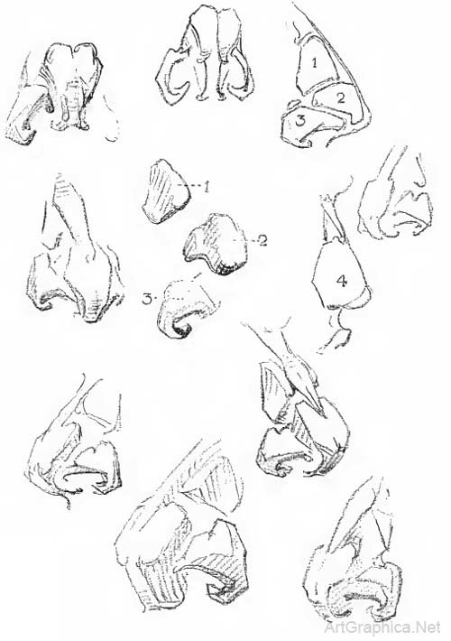 how to draw the nose, free anatomy art book