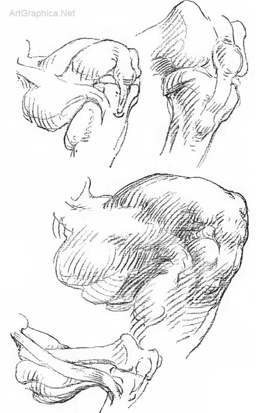 knees and art, anatomy bridgman book