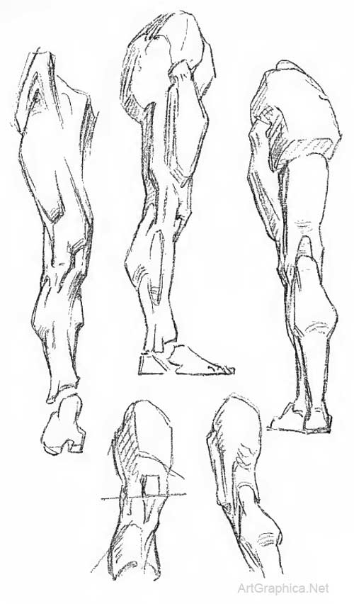 leg anatomy, drawing legs