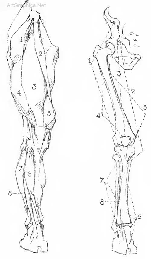 leg construction, art anatomy