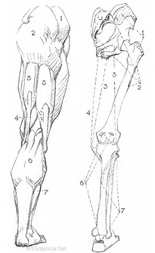 lower leg anatomy, drawing legs, free art books