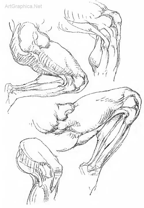 lower limbs, drawing limbs