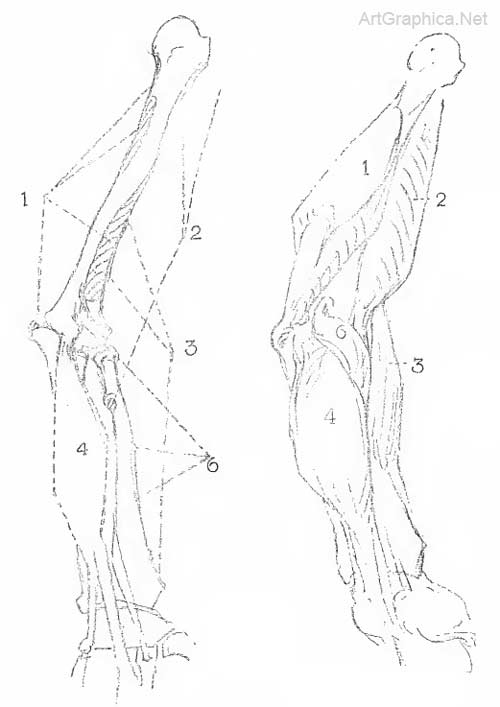 triceps, biceps, arm anatomy