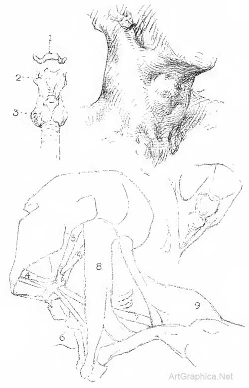 drawing the neck, free anatomy bridgman book