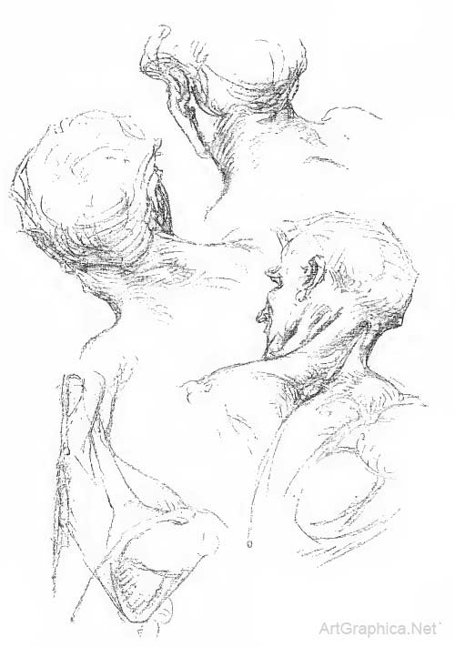 drawing the neck, neck muscles, neck anatomy