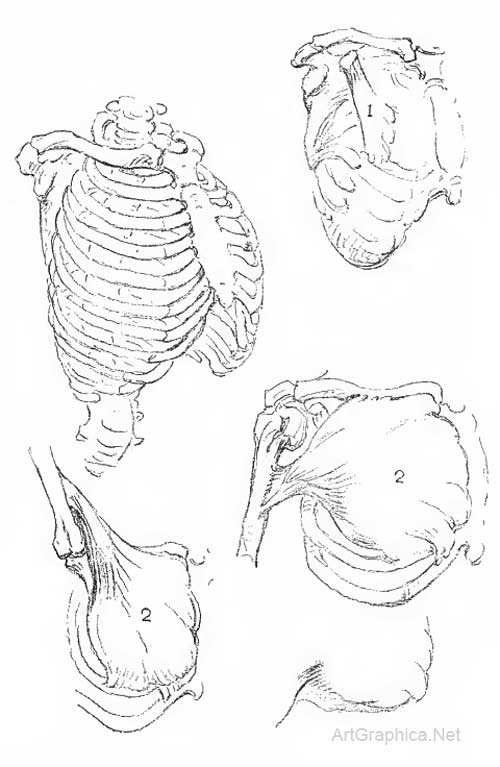 ribcage, anatomy and art, skeleton