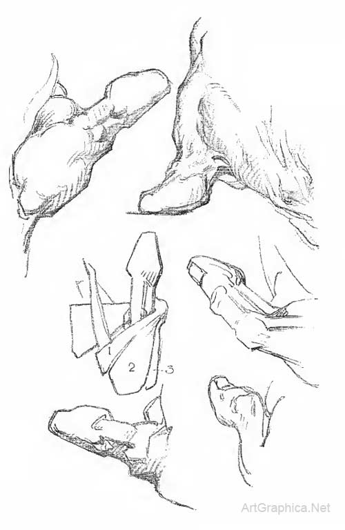 drawing thumbs, thumb anatomy art