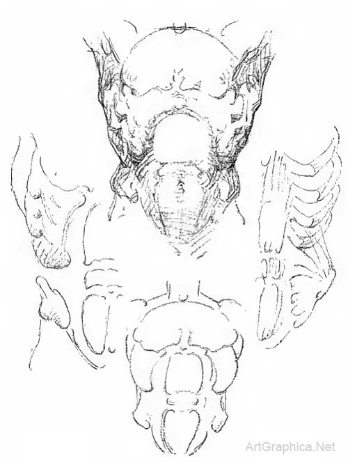 trunk anatomy, drawing the bod, body anatomy and art