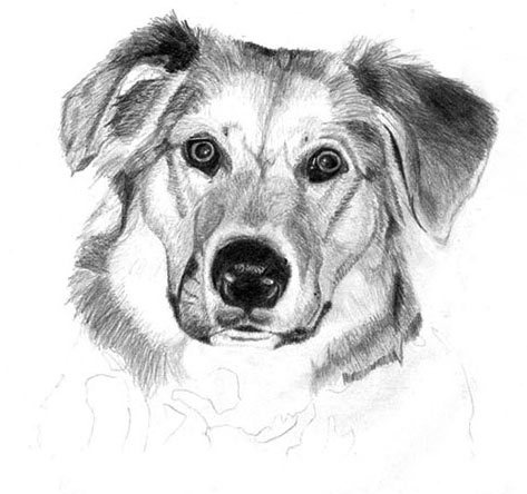 drawing dogs