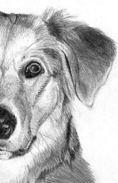 Learn how to draw a dog, graphite art lesson