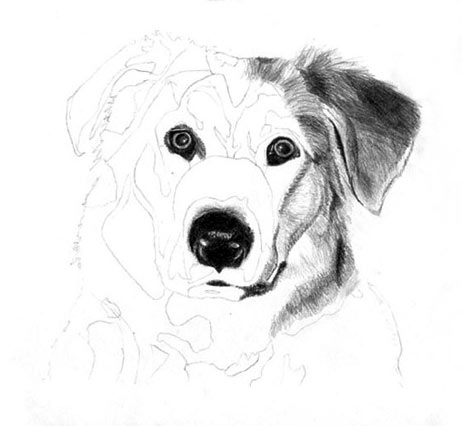 adding values, shading dog