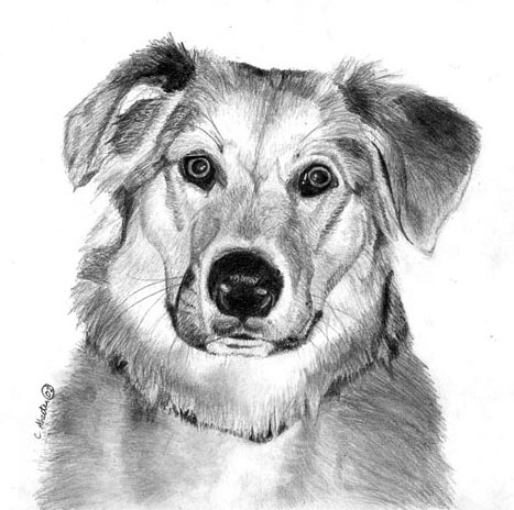 how to draw a dog, graphite art lesson