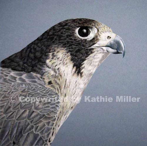 falcon art drawing
