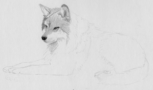 shading, fur, free pencil tutorial