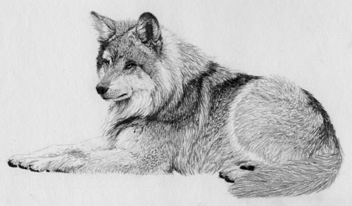 drawing fur, how to draw fur, pencil texture, wildlife, free pencil demo, graphite lesson