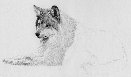 wolf drawing, texturing fur, free pencil tutorial